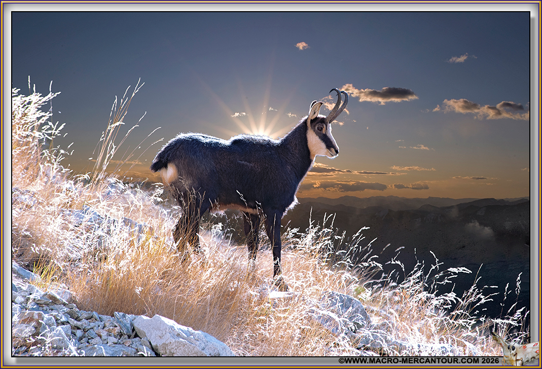 CHAMOIS